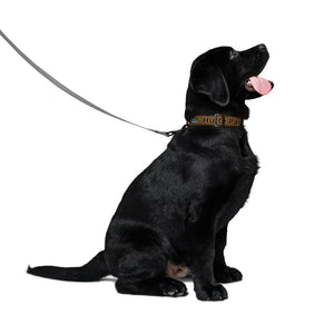Collier pour animal de compagnie